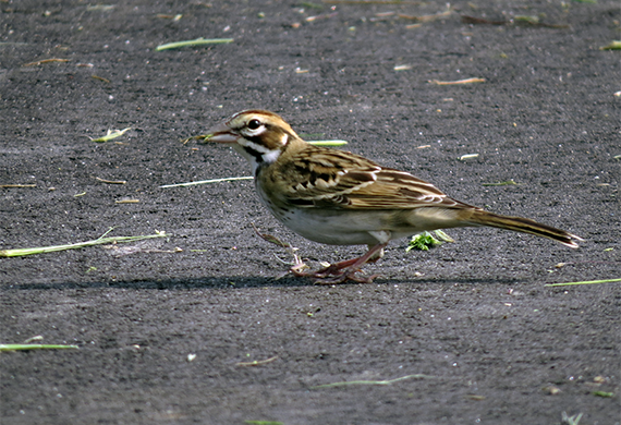 Lark Sparrow by Simon Thompson